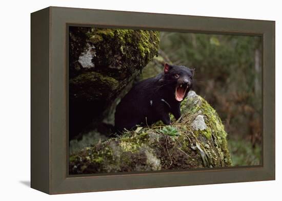 Tasmanian Devil Calling (Sarcophilus Harrisii) Tasmania Australia-John Cancalosi-Framed Premier Image Canvas