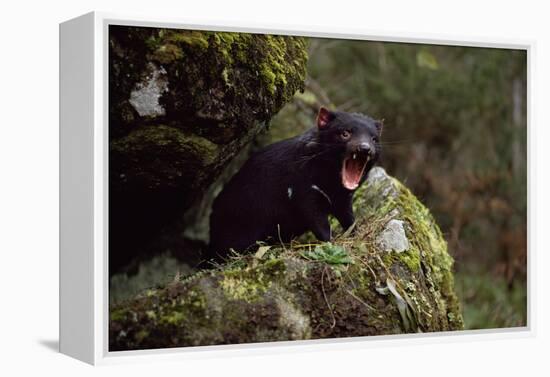 Tasmanian Devil Calling (Sarcophilus Harrisii) Tasmania Australia-John Cancalosi-Framed Premier Image Canvas