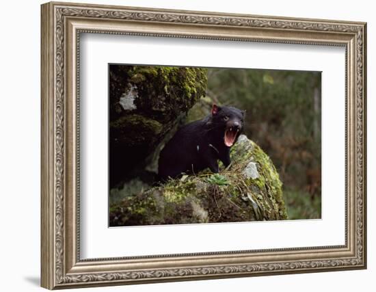 Tasmanian Devil Calling (Sarcophilus Harrisii) Tasmania Australia-John Cancalosi-Framed Photographic Print