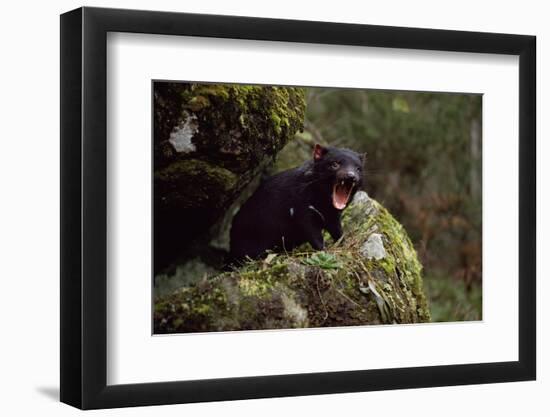 Tasmanian Devil Calling (Sarcophilus Harrisii) Tasmania Australia-John Cancalosi-Framed Photographic Print