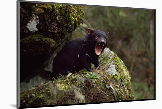 Tasmanian Devil Calling (Sarcophilus Harrisii) Tasmania Australia-John Cancalosi-Mounted Photographic Print