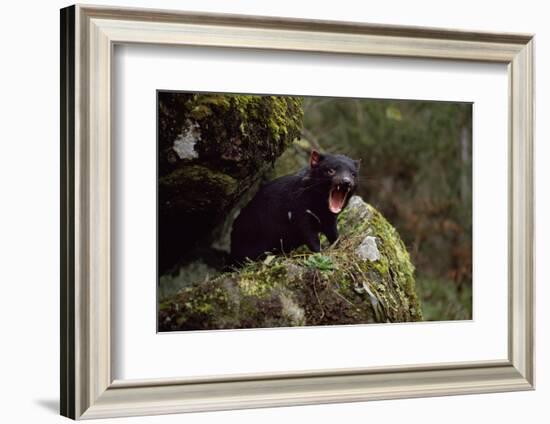 Tasmanian Devil Calling (Sarcophilus Harrisii) Tasmania Australia-John Cancalosi-Framed Photographic Print