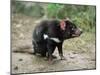 Tasmanian Devil, Sarcophilus Harrisii, in Captivity, Australia, Pacific-Ann & Steve Toon-Mounted Photographic Print