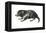 Tasmanian Devil (Sarcophilus Harrisii), Marsupial, Mammals-Encyclopaedia Britannica-Framed Stretched Canvas