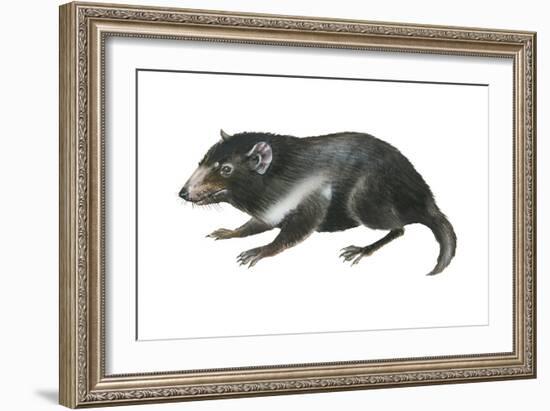 Tasmanian Devil (Sarcophilus Harrisii), Marsupial, Mammals-Encyclopaedia Britannica-Framed Art Print