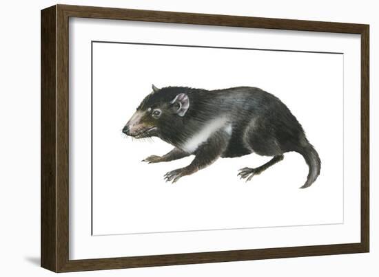 Tasmanian Devil (Sarcophilus Harrisii), Marsupial, Mammals-Encyclopaedia Britannica-Framed Art Print
