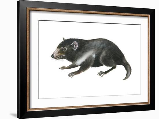 Tasmanian Devil (Sarcophilus Harrisii), Marsupial, Mammals-Encyclopaedia Britannica-Framed Art Print