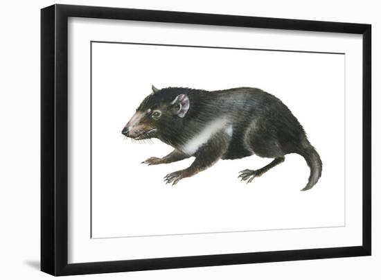 Tasmanian Devil (Sarcophilus Harrisii), Marsupial, Mammals-Encyclopaedia Britannica-Framed Art Print