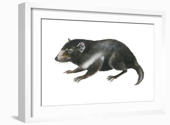 Tasmanian Devil (Sarcophilus Harrisii), Marsupial, Mammals-Encyclopaedia Britannica-Framed Art Print