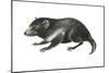 Tasmanian Devil (Sarcophilus Harrisii), Marsupial, Mammals-Encyclopaedia Britannica-Mounted Art Print