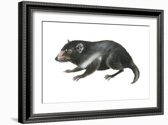 Tasmanian Devil (Sarcophilus Harrisii), Marsupial, Mammals-Encyclopaedia Britannica-Framed Art Print