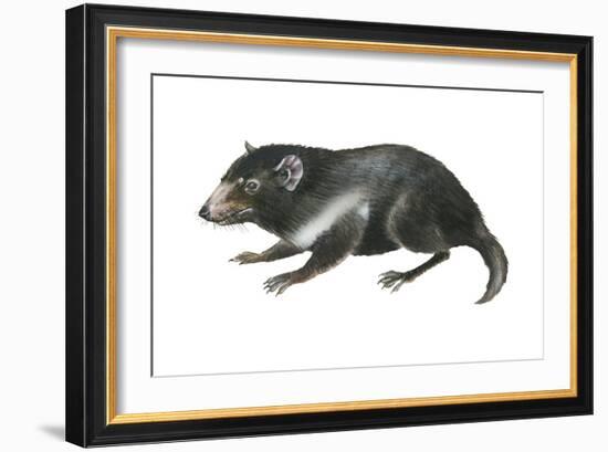 Tasmanian Devil (Sarcophilus Harrisii), Marsupial, Mammals-Encyclopaedia Britannica-Framed Art Print