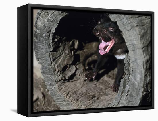 Tasmanian Devil, Sarcophilus Harrisii, Medium Close-Up-Thonig-Framed Premier Image Canvas