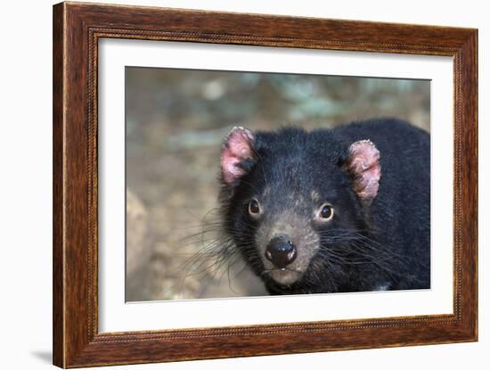 Tasmanian Devil-Tony Camacho-Framed Photographic Print