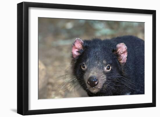 Tasmanian Devil-Tony Camacho-Framed Photographic Print