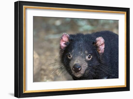 Tasmanian Devil-Tony Camacho-Framed Photographic Print