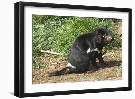 Tasmanian Devil-Tony Camacho-Framed Photographic Print