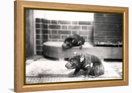 Tasmanian Devils-Frederick William Bond-Framed Premier Image Canvas