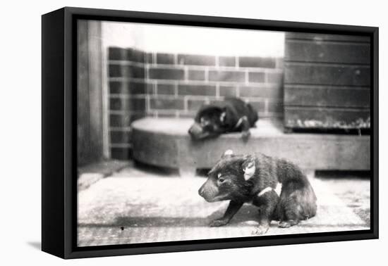 Tasmanian Devils-Frederick William Bond-Framed Premier Image Canvas