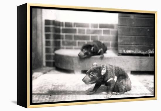 Tasmanian Devils-Frederick William Bond-Framed Premier Image Canvas