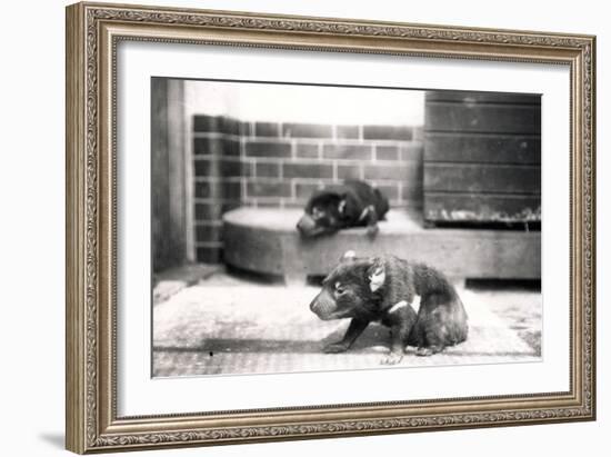 Tasmanian Devils-Frederick William Bond-Framed Photographic Print