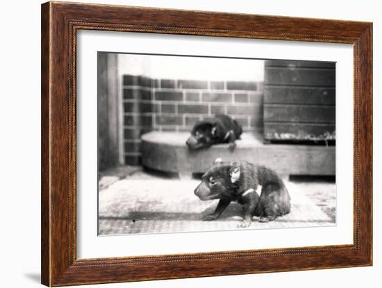 Tasmanian Devils-Frederick William Bond-Framed Photographic Print