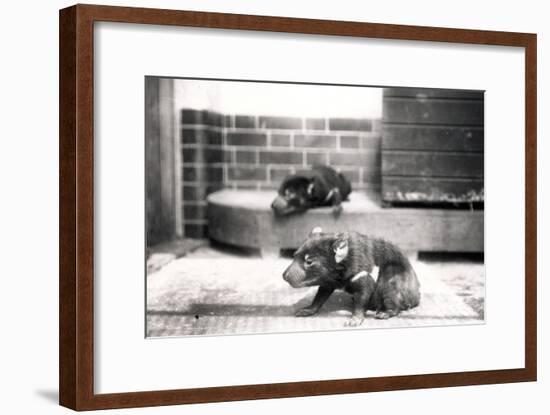Tasmanian Devils-Frederick William Bond-Framed Photographic Print