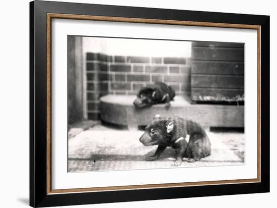 Tasmanian Devils-Frederick William Bond-Framed Photographic Print