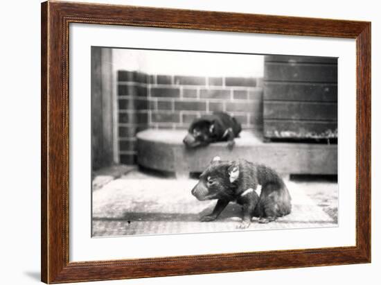 Tasmanian Devils-Frederick William Bond-Framed Photographic Print