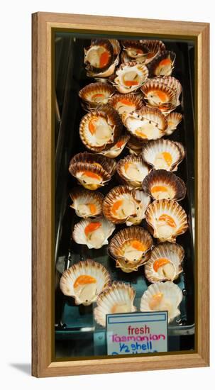 Tasmanian Oysters for Sell in the Central Market, Adelaide, South Australia, Australia-null-Framed Stretched Canvas