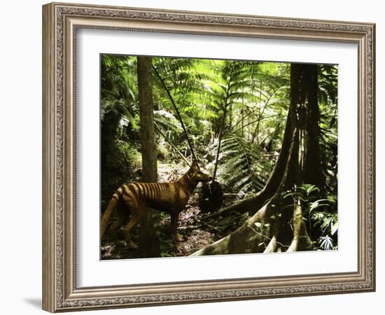 Tasmanian Wolf In Forest-Christian Darkin-Framed Photographic Print