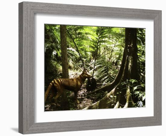 Tasmanian Wolf In Forest-Christian Darkin-Framed Photographic Print