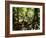 Tasmanian Wolf In Forest-Christian Darkin-Framed Photographic Print