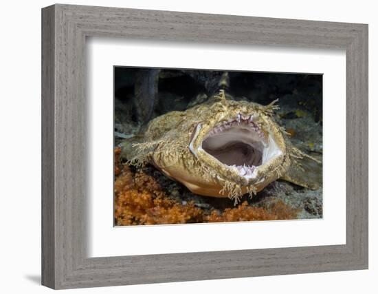 Tasseled Wobbegong Shark (Eucrossorhinus Dasypogon) Yawning-Alex Mustard-Framed Photographic Print