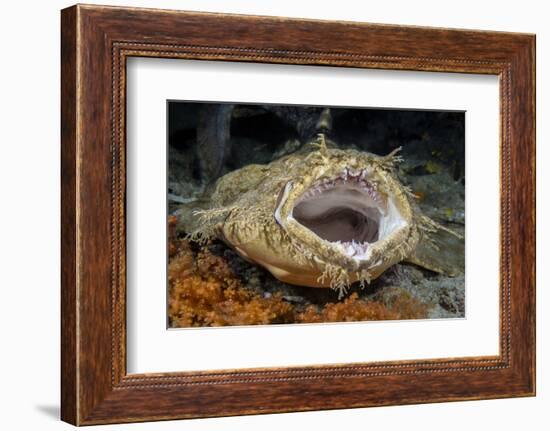 Tasseled Wobbegong Shark (Eucrossorhinus Dasypogon) Yawning-Alex Mustard-Framed Photographic Print