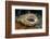 Tasseled Wobbegong Shark (Eucrossorhinus Dasypogon) Yawning-Alex Mustard-Framed Photographic Print