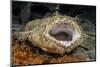 Tasseled Wobbegong Shark (Eucrossorhinus Dasypogon) Yawning-Alex Mustard-Mounted Photographic Print