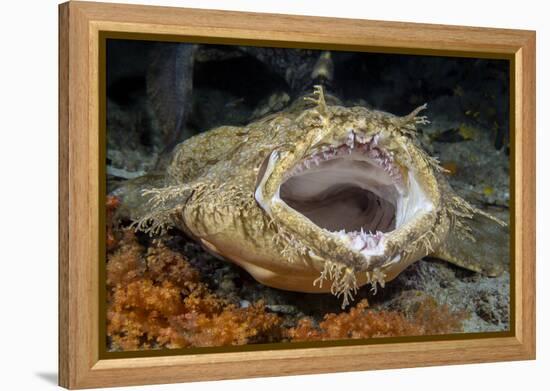 Tasseled Wobbegong Shark (Eucrossorhinus Dasypogon) Yawning-Alex Mustard-Framed Premier Image Canvas