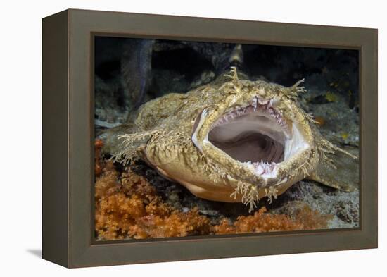 Tasseled Wobbegong Shark (Eucrossorhinus Dasypogon) Yawning-Alex Mustard-Framed Premier Image Canvas