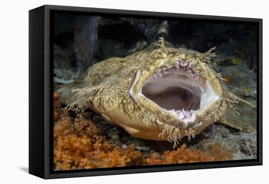 Tasseled Wobbegong Shark (Eucrossorhinus Dasypogon) Yawning-Alex Mustard-Framed Premier Image Canvas