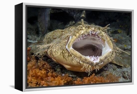 Tasseled Wobbegong Shark (Eucrossorhinus Dasypogon) Yawning-Alex Mustard-Framed Premier Image Canvas