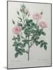 Tassled Rose-Pierre-Joseph Redoute-Mounted Art Print