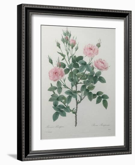 Tassled Rose-Pierre-Joseph Redoute-Framed Art Print