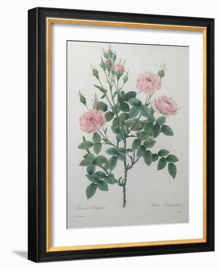 Tassled Rose-Pierre-Joseph Redoute-Framed Art Print