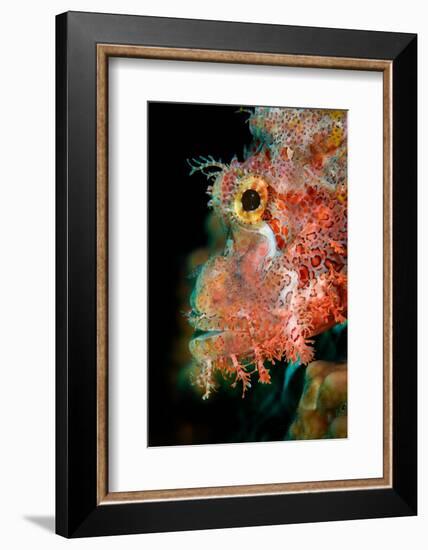 Tassled scorpionfish, Indonesia-Magnus Lundgren-Framed Photographic Print