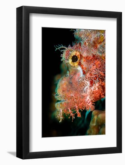 Tassled scorpionfish, Indonesia-Magnus Lundgren-Framed Photographic Print