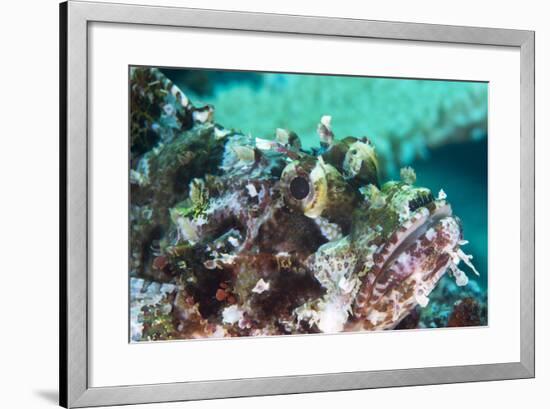 Tassled Scorpionfish (Smallscale Scorpionfish) (Scorpaenopsis Oxycephala)-Louise Murray-Framed Photographic Print