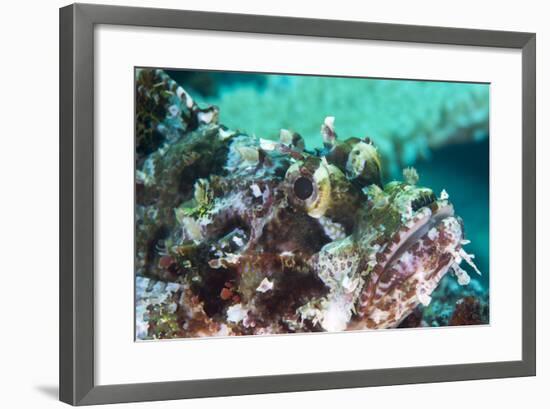 Tassled Scorpionfish (Smallscale Scorpionfish) (Scorpaenopsis Oxycephala)-Louise Murray-Framed Photographic Print