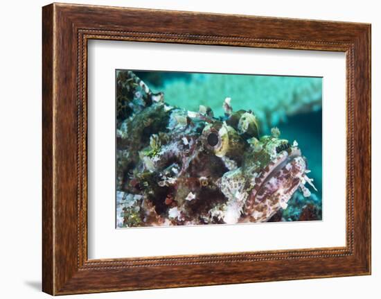 Tassled Scorpionfish (Smallscale Scorpionfish) (Scorpaenopsis Oxycephala)-Louise Murray-Framed Photographic Print