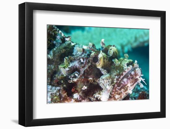 Tassled Scorpionfish (Smallscale Scorpionfish) (Scorpaenopsis Oxycephala)-Louise Murray-Framed Photographic Print